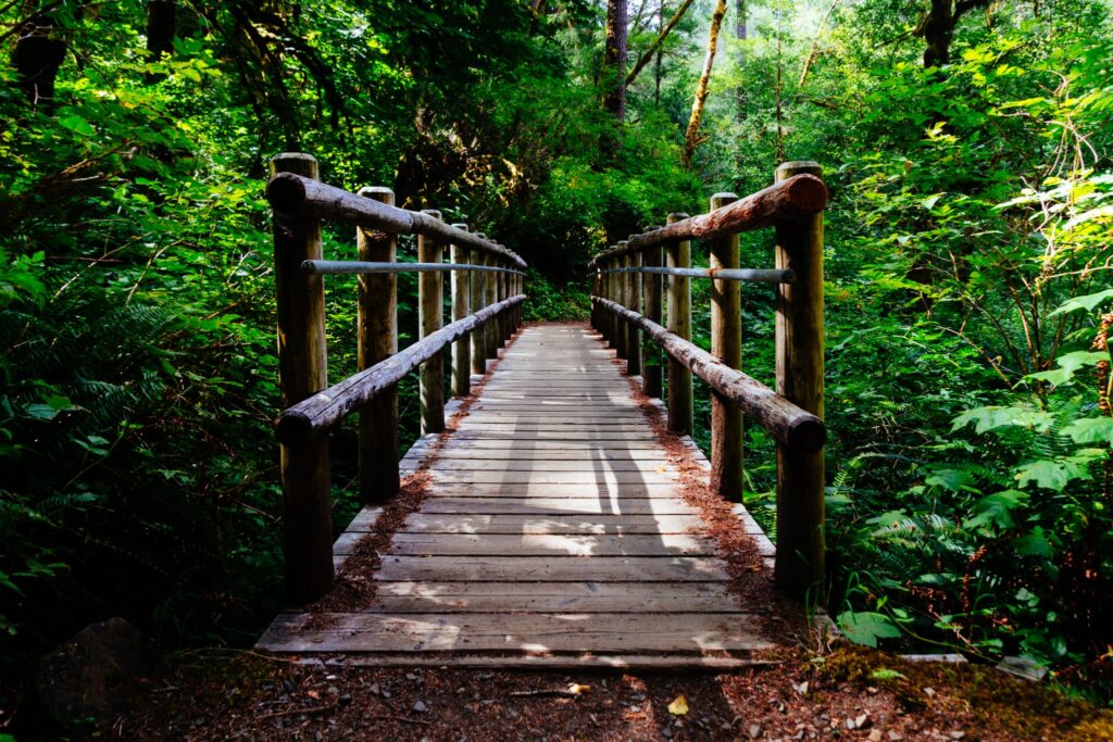 Ponte in mezzo al bosco